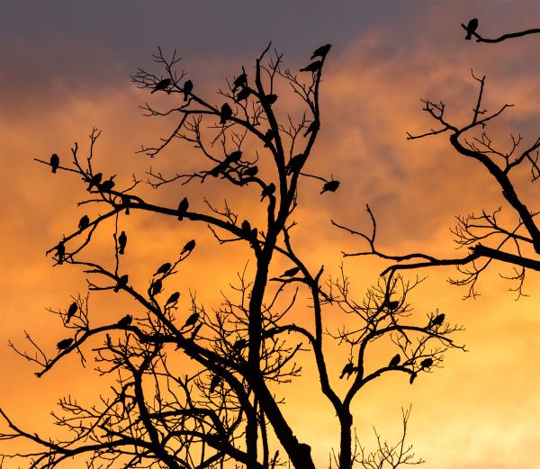 Trees and birds