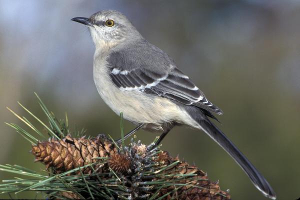 Birds, Mockingbird
