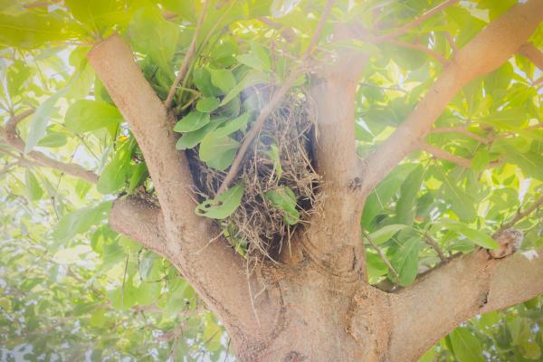 Birds nest on the tree