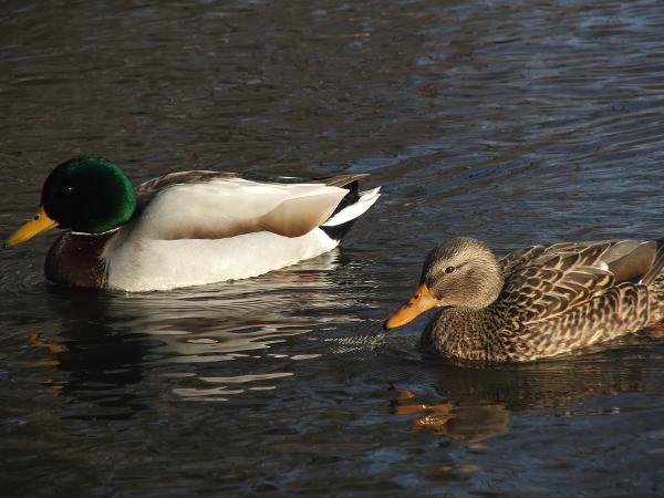 Birds of a Feather