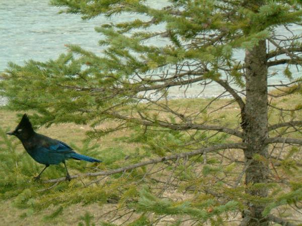 Birds of interior British columbia, Cana