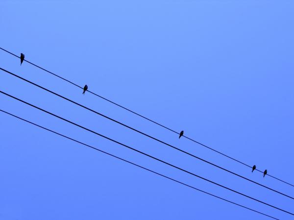 Birds on a Wire