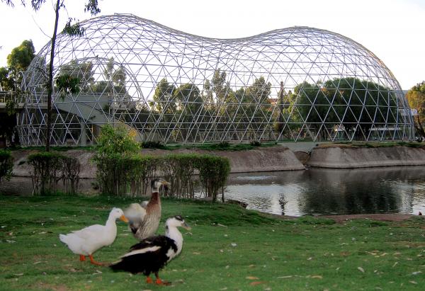 Birds on dome