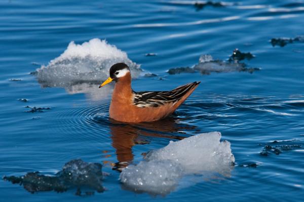 Birds on ice