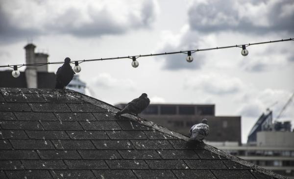 Birds on Rooftop in London