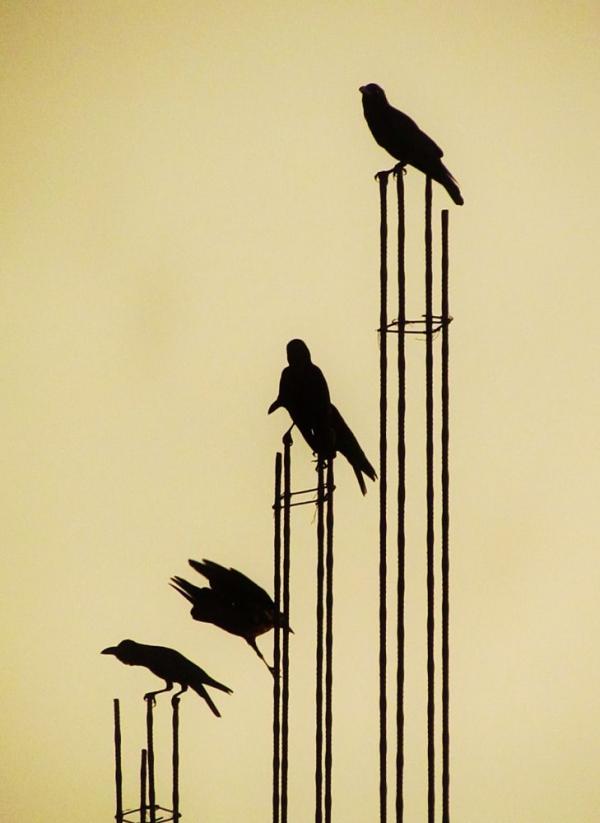 Birds on the Metal