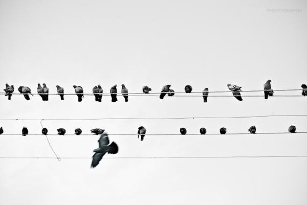 Birds on the Wire