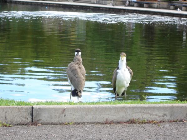 Birds standing by the lake