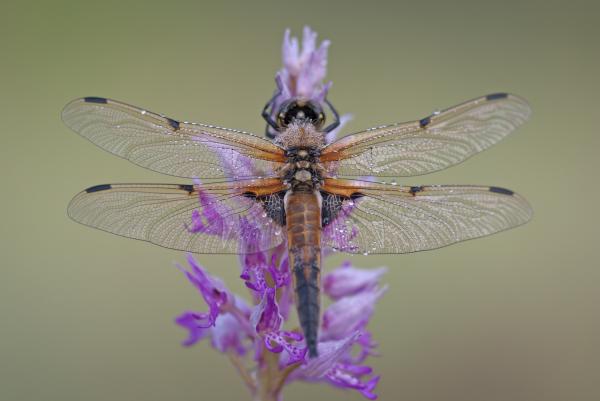 Black and Brown Dragonfly on Purple and Pink Flowers