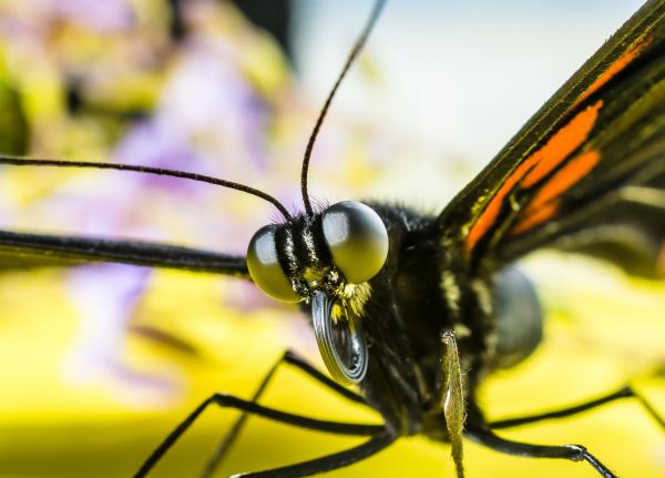 Black and Orange Butterfly