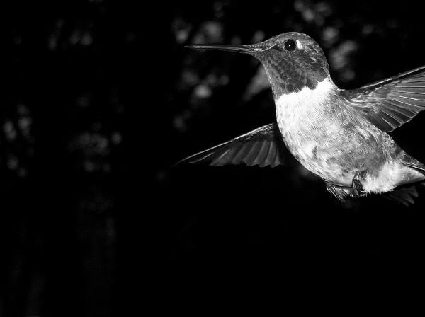 Black and white bord