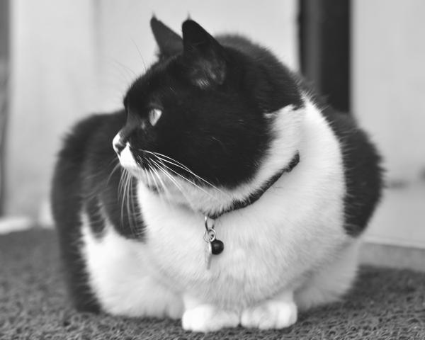 Black and white cat