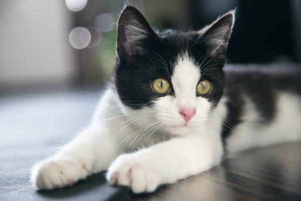 Black and white cat