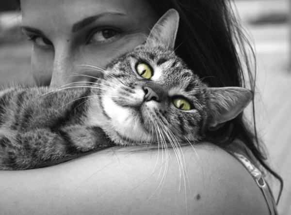 Black and White Cat