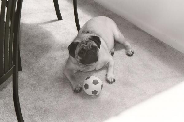 Black and white dog