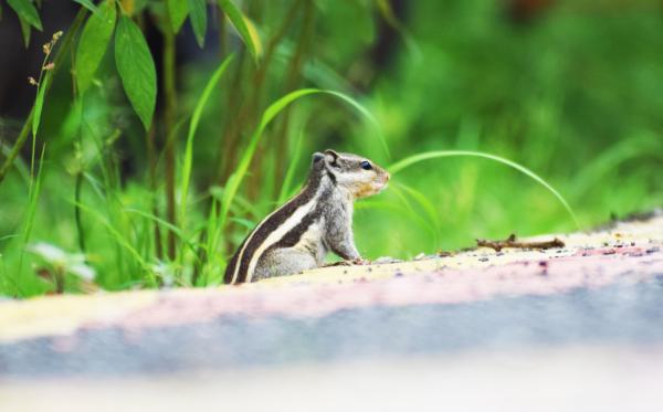 Black and White Rodent