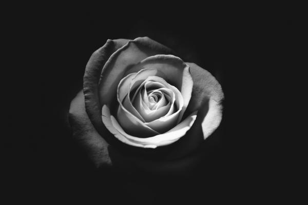 Black and White Rose