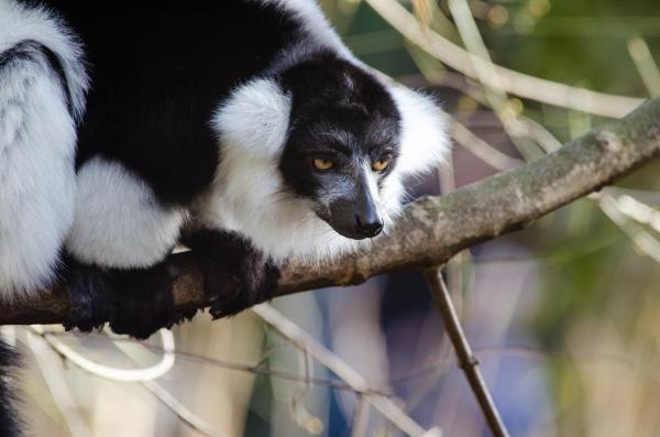 Black-and-White Ruffed Lemur