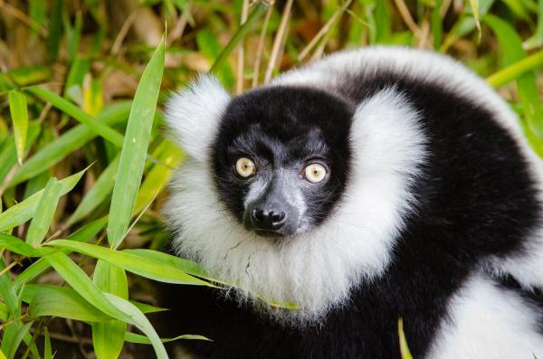 Black and White Ruffed Lemur