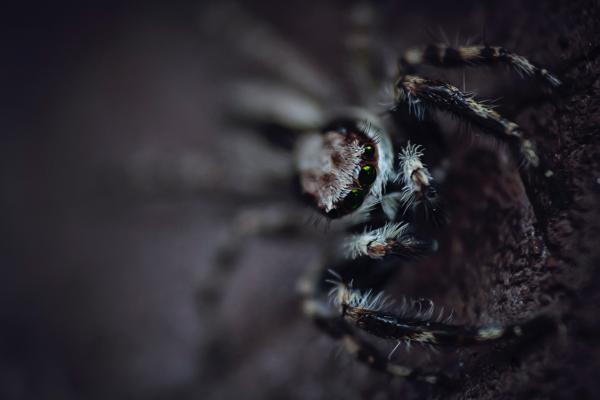 Black and White Spider