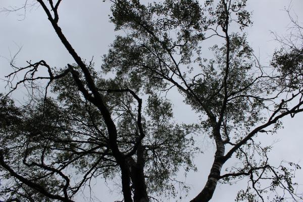 Black and White Tree