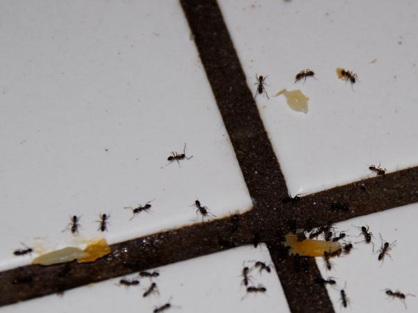 Black Ants Hard at Work