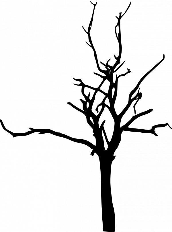 Bare Tree