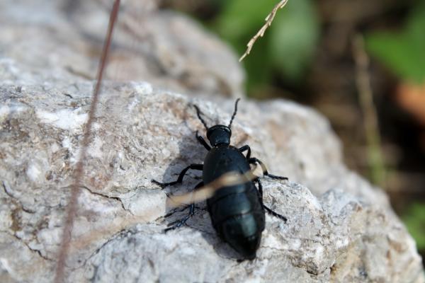 Black beetle