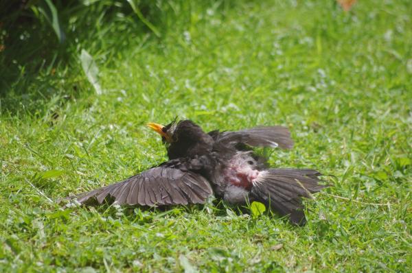 Black bird