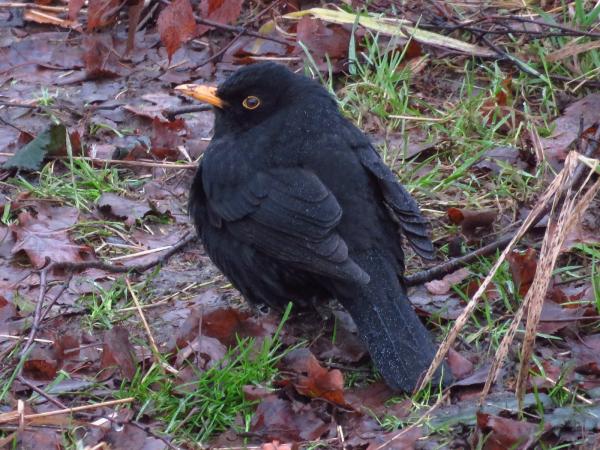Black Bird Hunting
