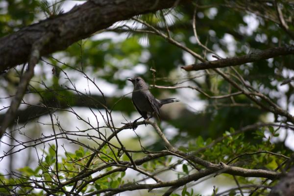 Black Bird On a Branch.