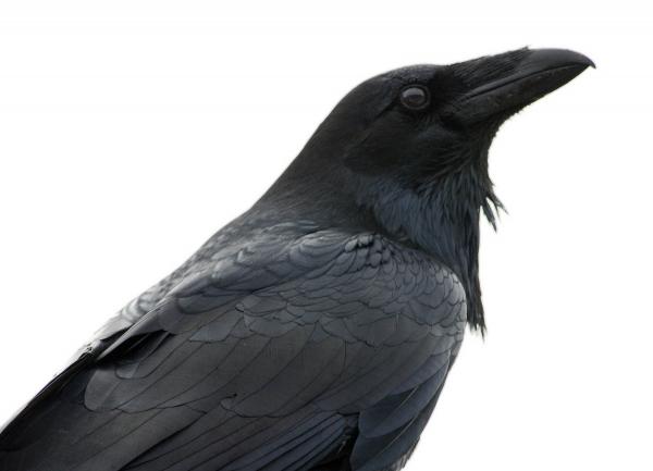 Black Crow
