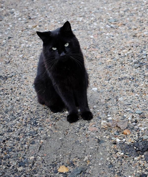 Black Cat