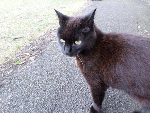 Black cat