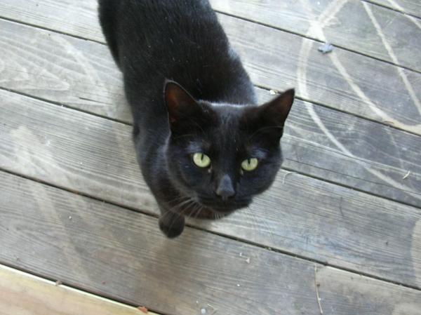 Black Cat
