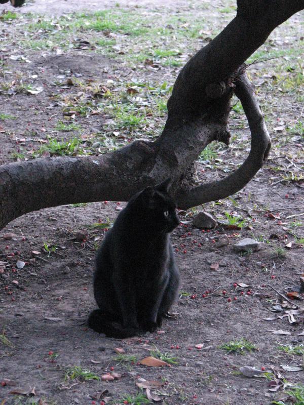 Black Cat