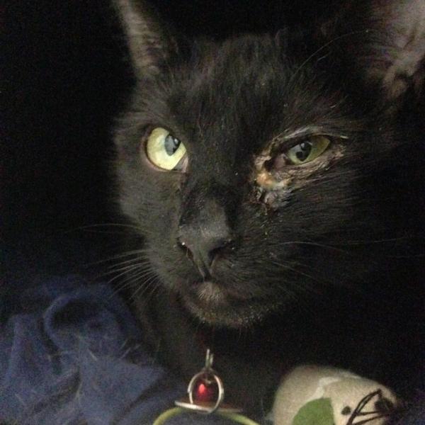 Black cat