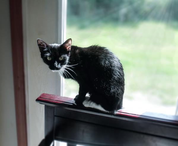 Black Cat in Window