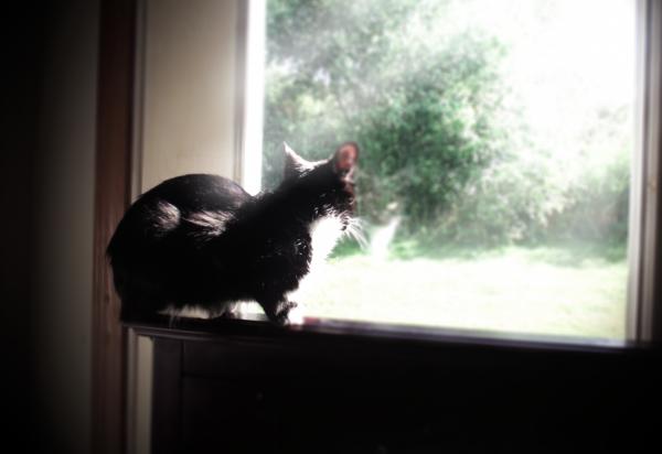 Black Cat on the Lookout