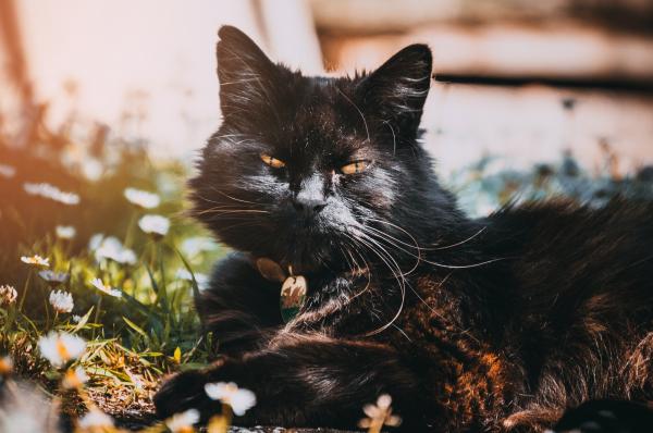 Black Cat Under Sunny Sky