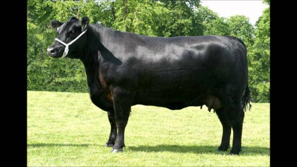 Black Cow