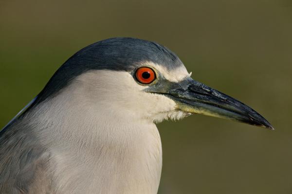 Black Crowned Bird
