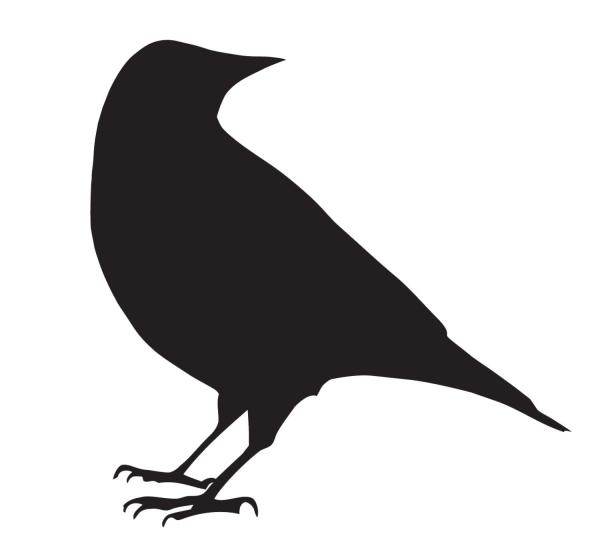 Black Crow