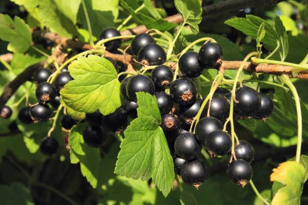Black currants