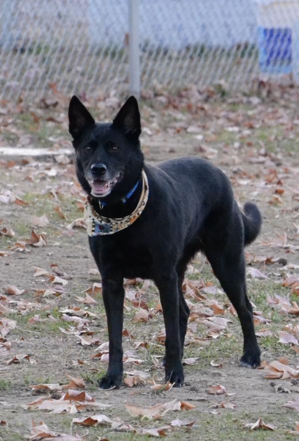 Black Dog