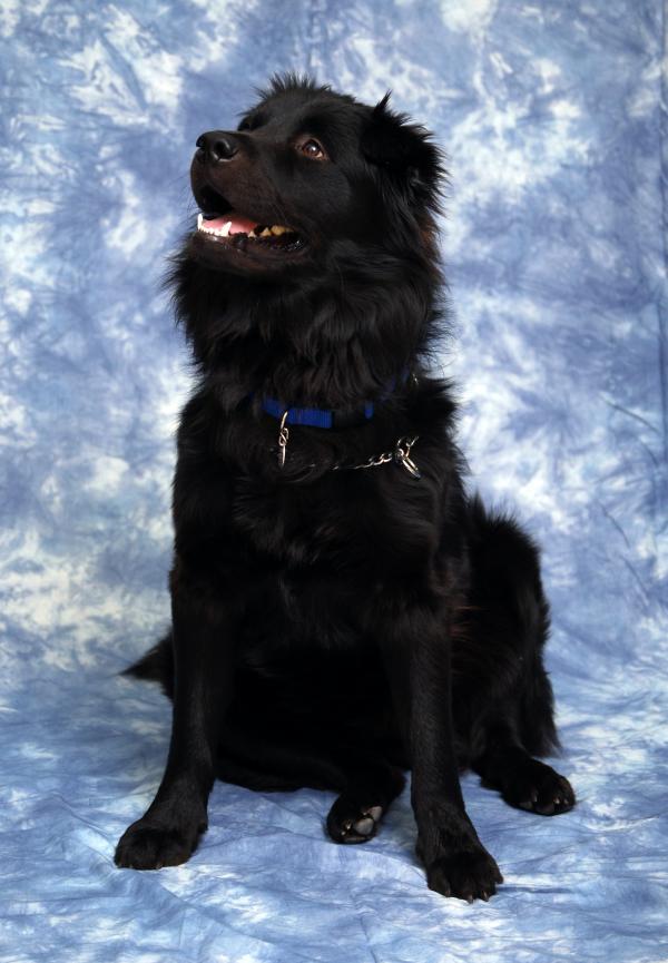 Black dog