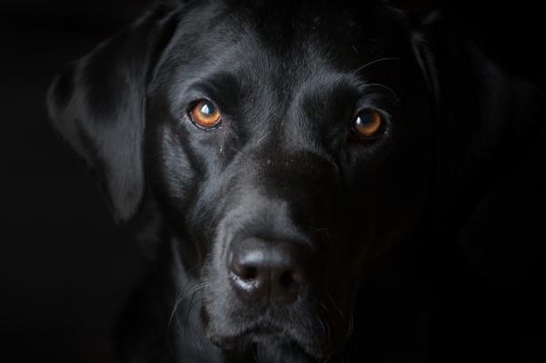 Black dog