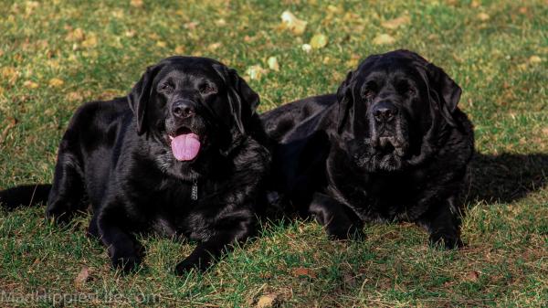 Black dog