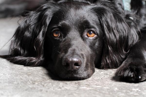 Black dog
