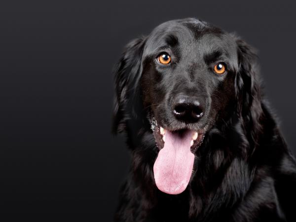 Black Dog